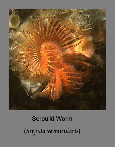 serpulid worm